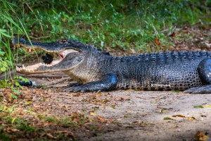Alligator Eats GoPro 2 small