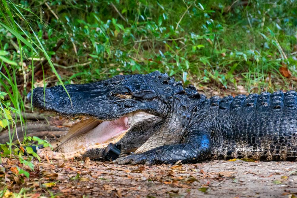 Alligator Eats GoPro 3 small