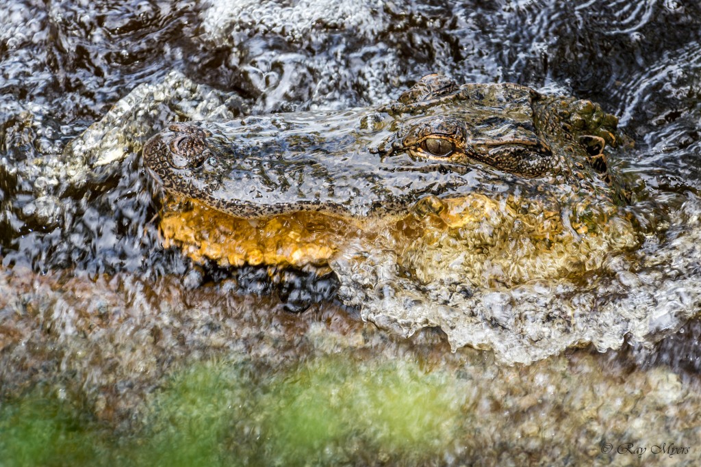 Alligator feeding on Spillway close