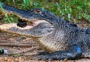 Alligator eats GoPro 1 small