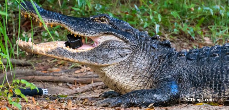 Alligator eats GoPro 1 small