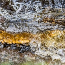 Alligator feeding on Spillway